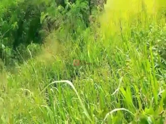 Strategis Tanah Kavling Kawasan Kebun Jati Tiga Raksa4000m2